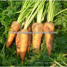 Морковь фермы свежие